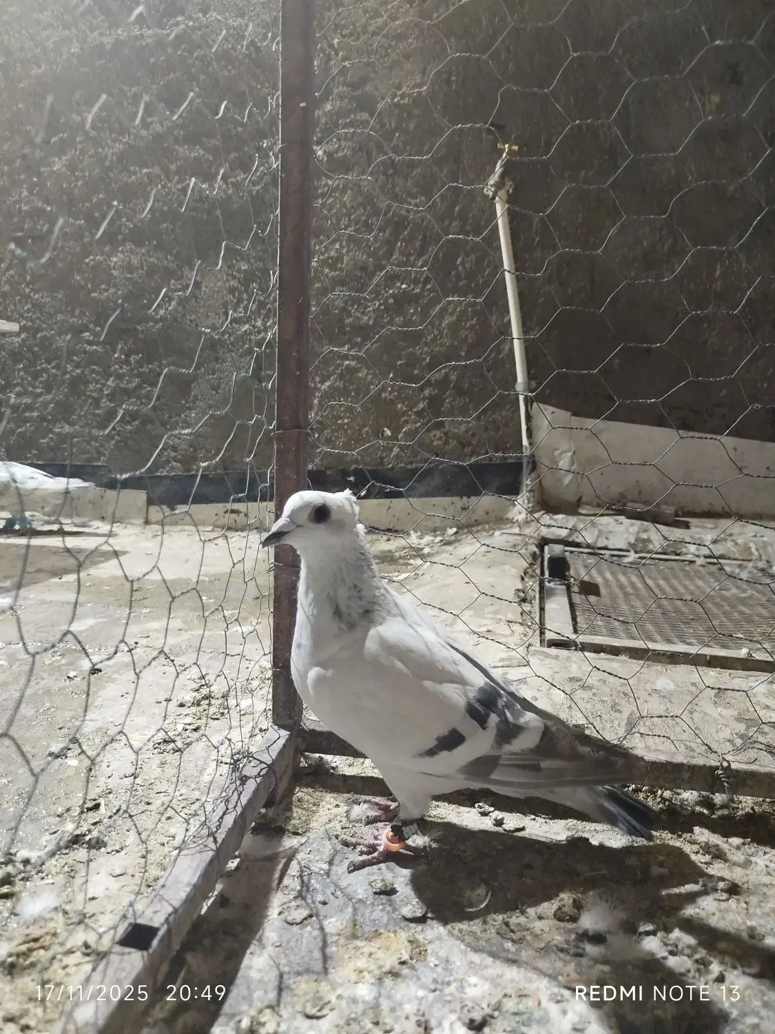 شامی کاکلی|پرنده|سبزوار, قصبه اب یمین|دیوار