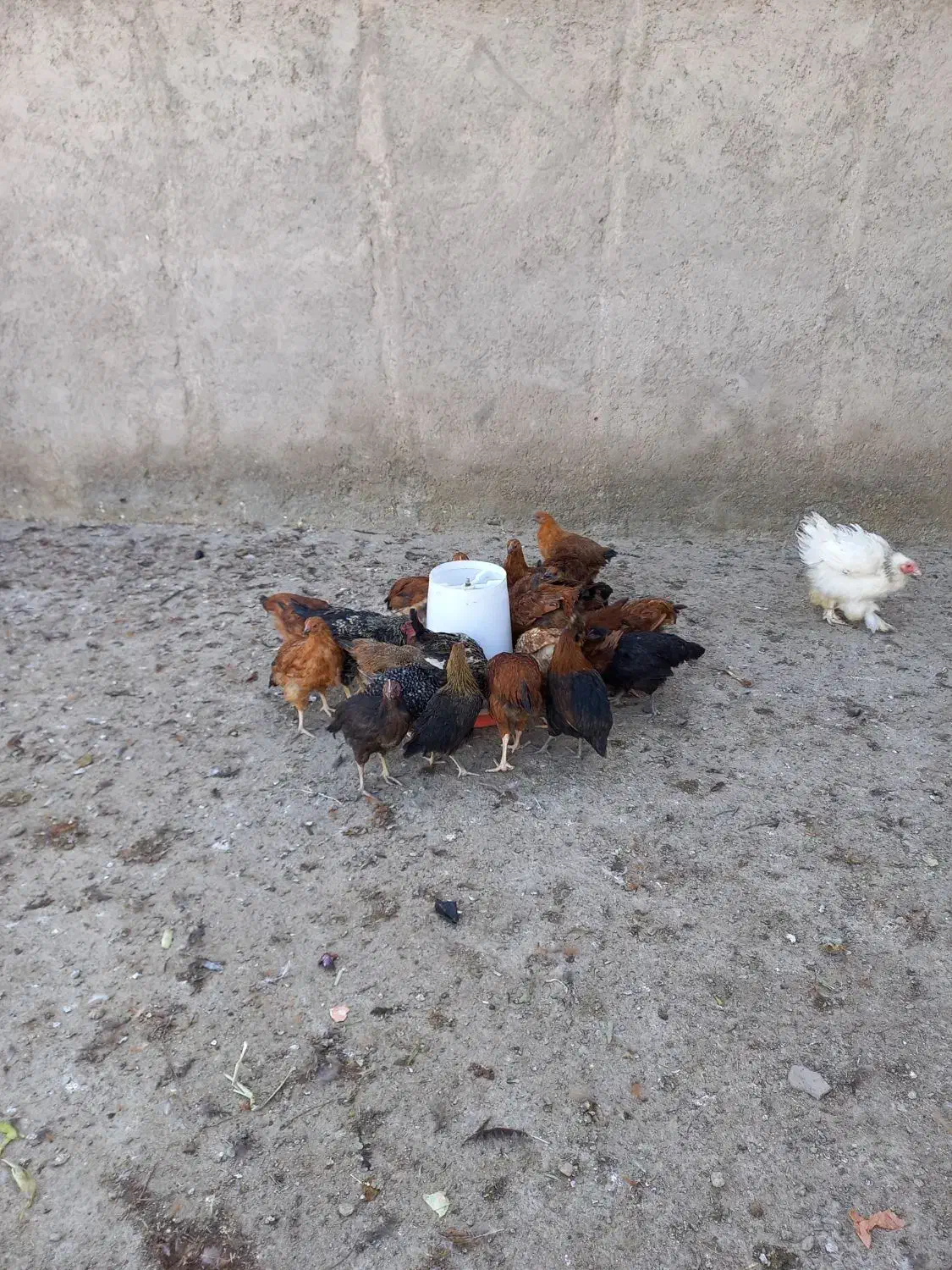 فروش نیمچه خروس و مرغ|حیوانات مزرعه|قم, سراجه (۱۵ خرداد)|دیوار