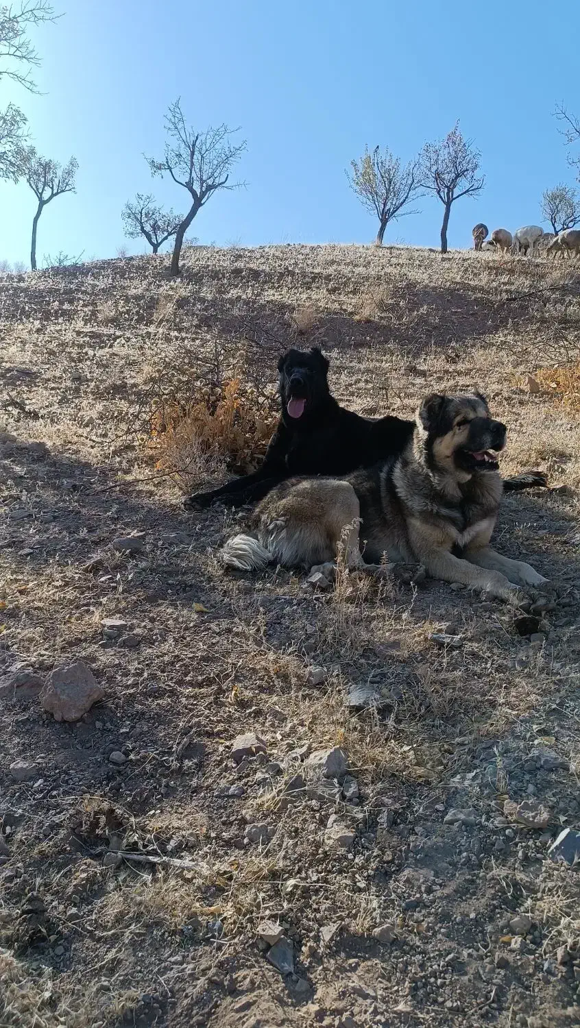 سگ گله|سگ|بیرجند, |دیوار