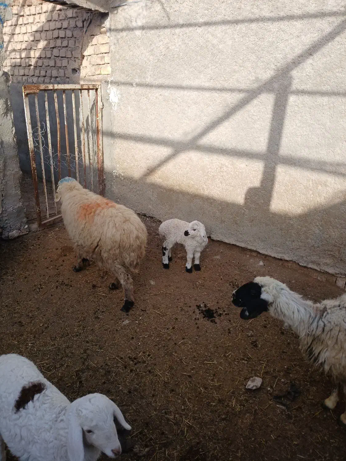 میش داشتی|حیوانات مزرعه|زیرکوه, |دیوار