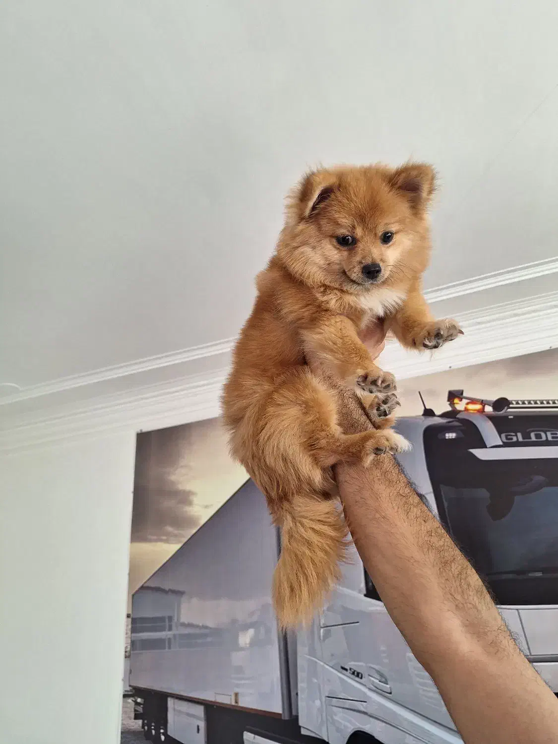 سگ پامر|سگ|اقبالیه, |دیوار