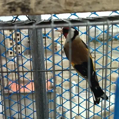 سهره|پرنده|محمدشهر, شهرک پیام (مهرالبرز)|دیوار