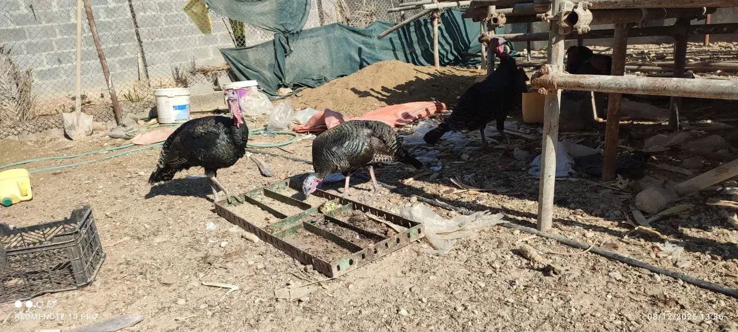 بوقلمون و طوقی|حیوانات مزرعه|لامرد, |دیوار