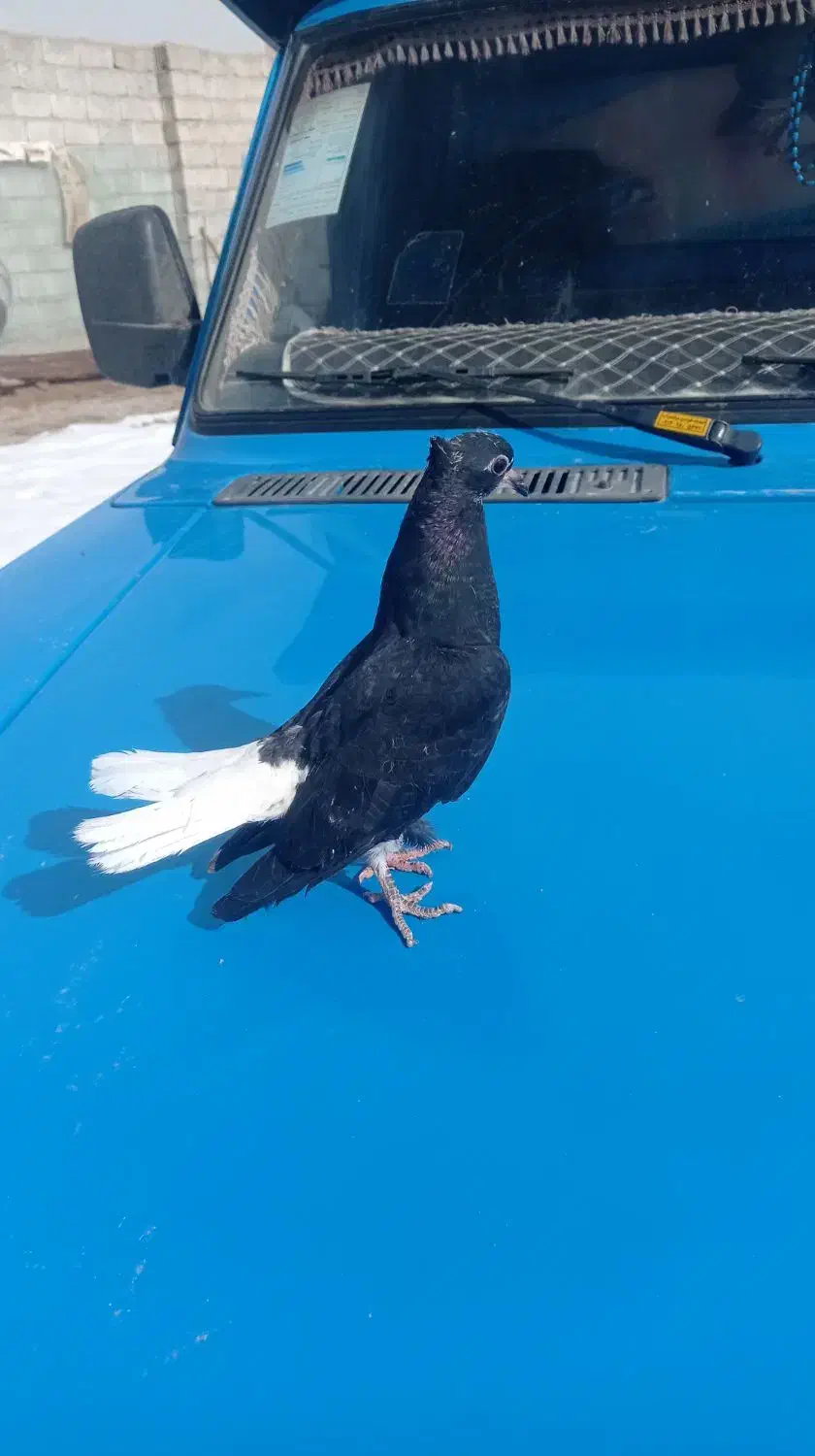 کبوتر جوجه دم سفید|پرنده|خواجه, |دیوار