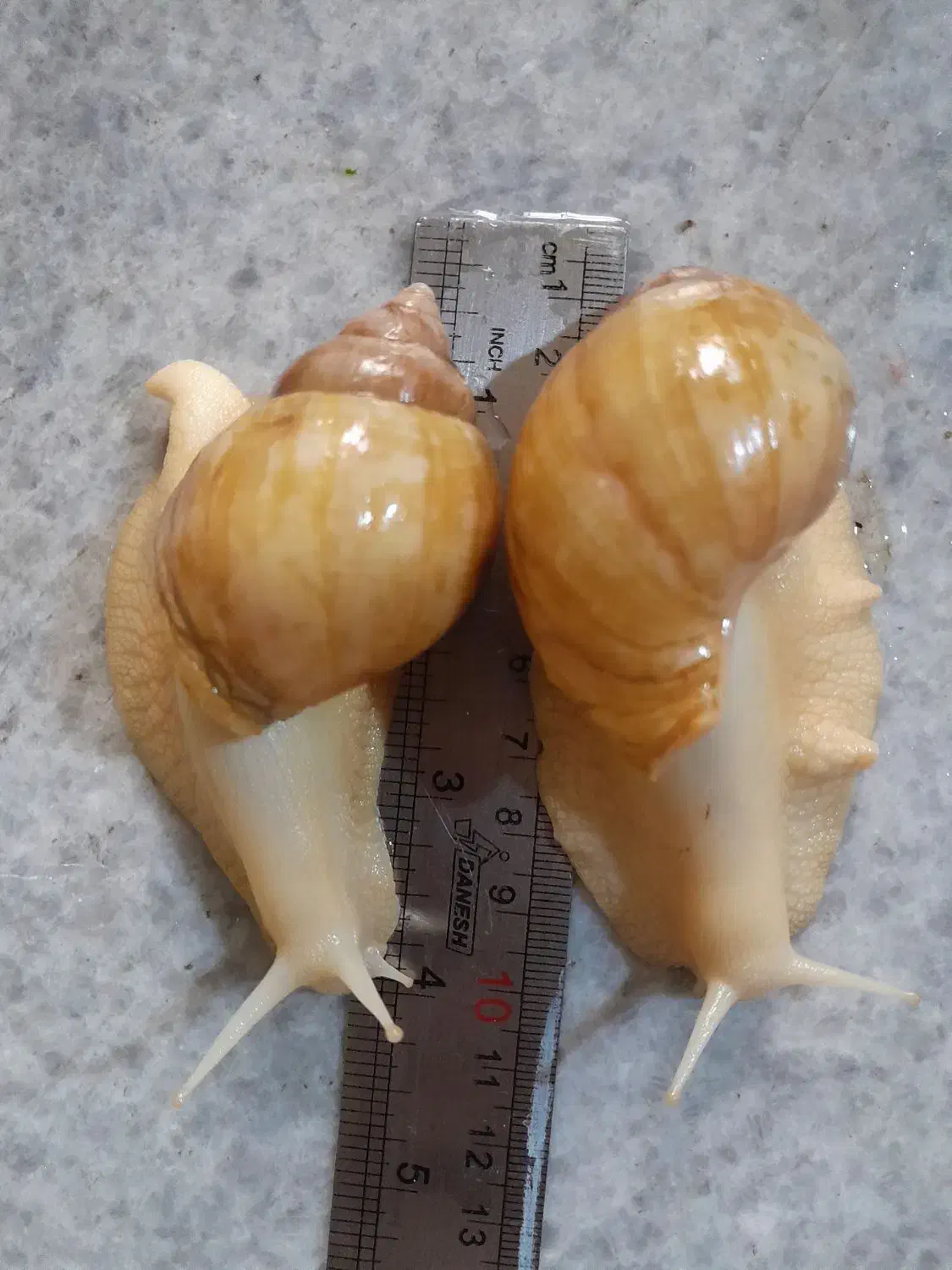 حلزون آچاتینا آلبینو|خزنده|تهران, شهرک محلاتی|دیوار