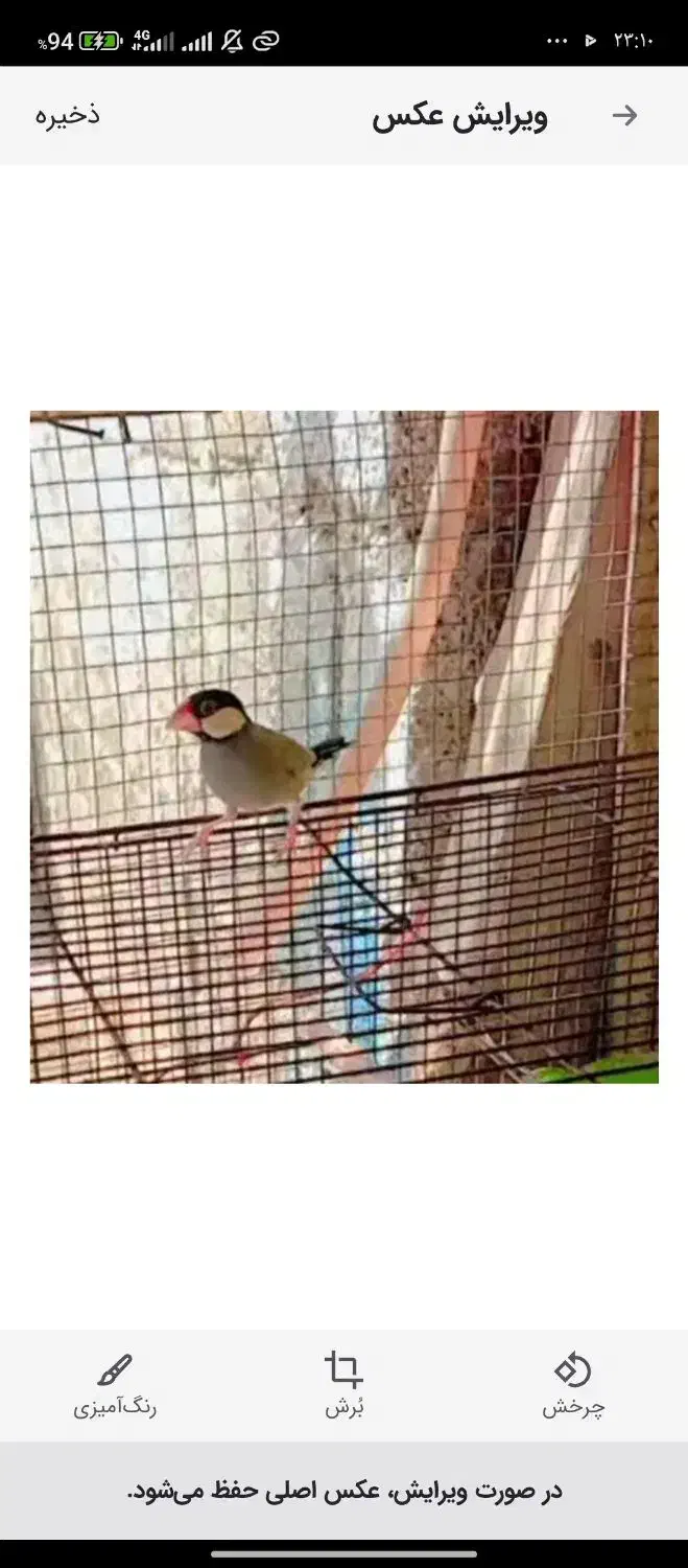 معاوضه|پرنده|کنارک, |دیوار