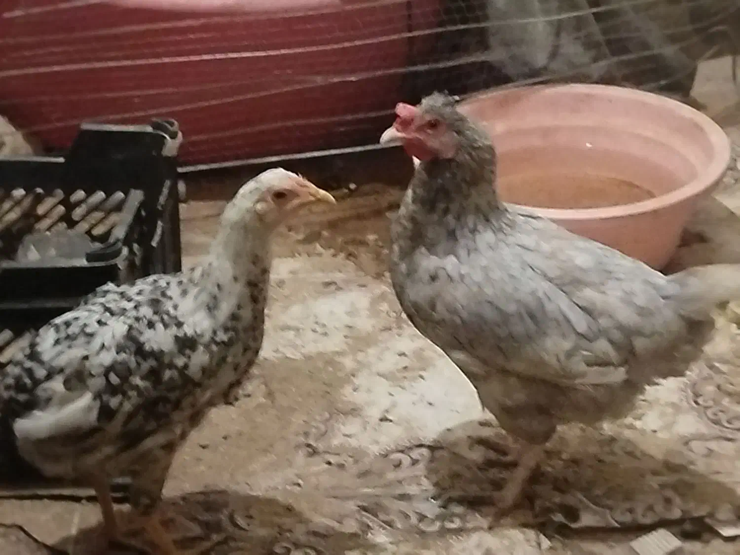 مرغ و جوجه خروس|حیوانات مزرعه|رباط‌کریم, الارد|دیوار