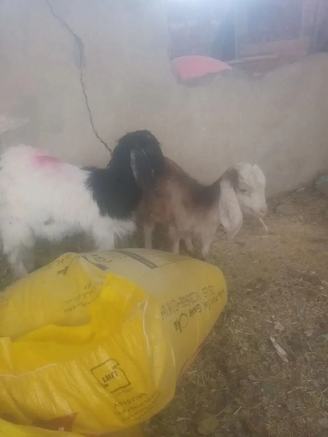 بزغاله ماده|حیوانات مزرعه|فشاپویه, |دیوار