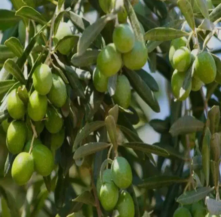 نهال زیتون کنسروالیا و روغن گیری|خدمات باغبانی و درختکاری|مهریز, |دیوار