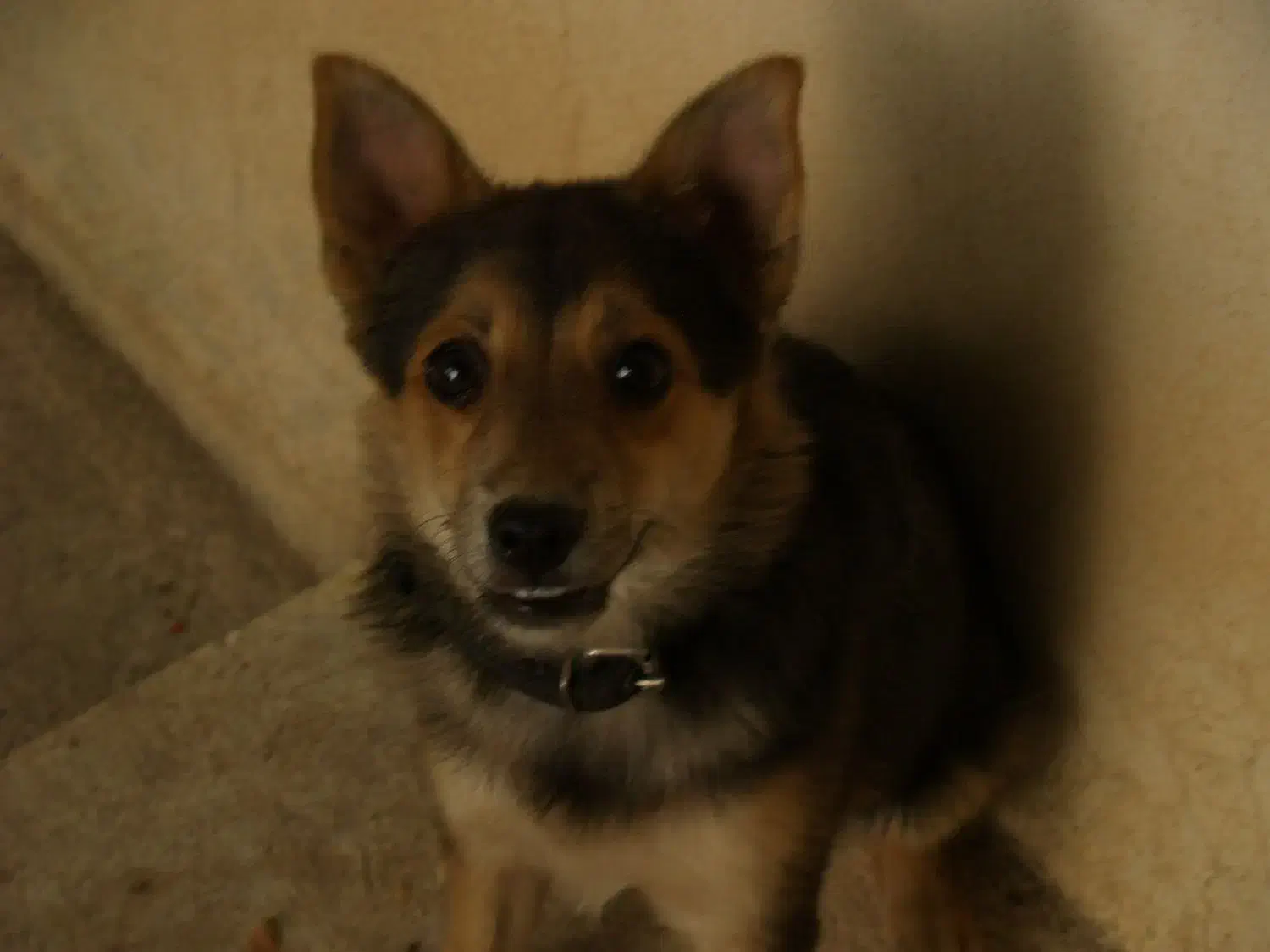 سگ پاکوتاه|سگ|بیجار, |دیوار