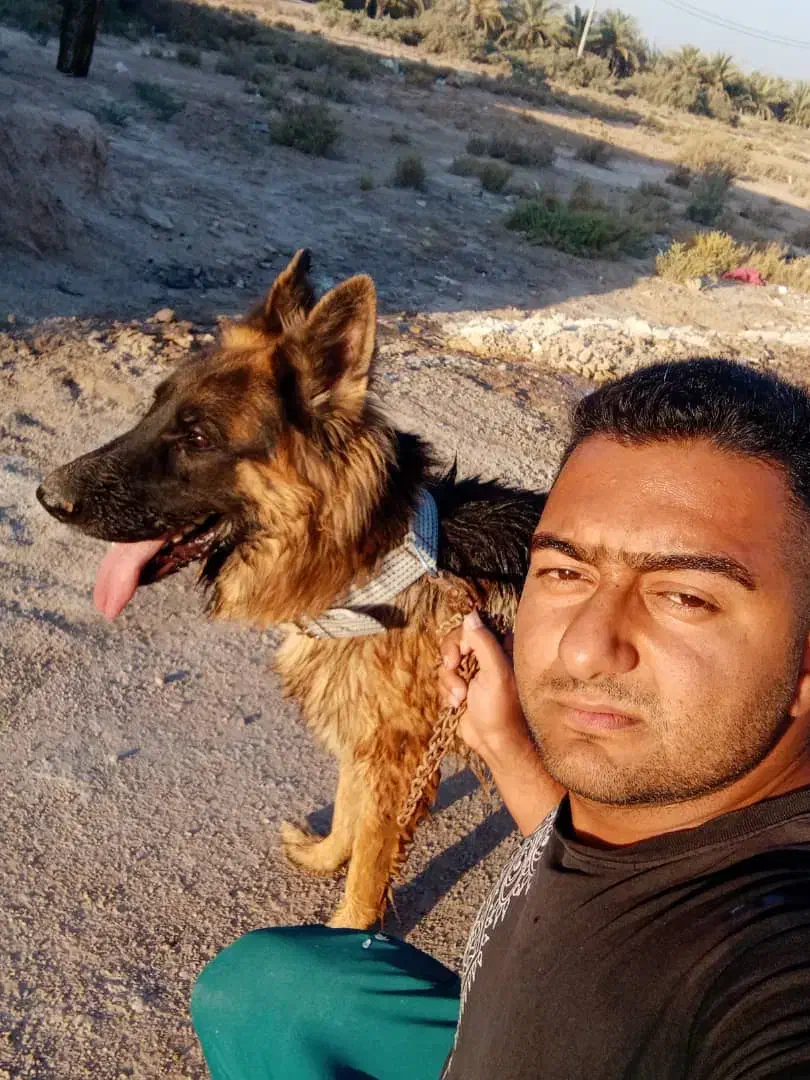 یک سگ واگذار|سگ|بندر امام خمینی, |دیوار