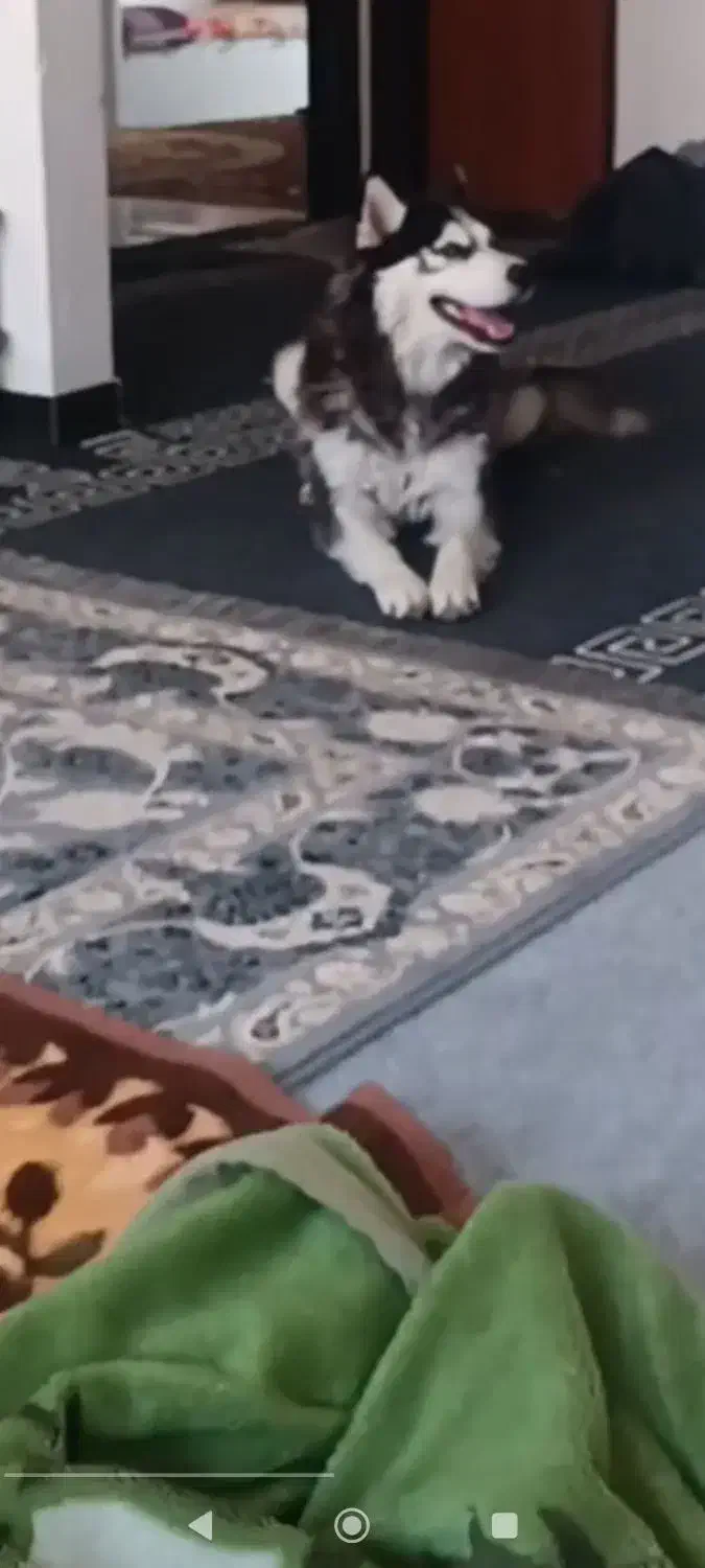 سگ هاسکی|سگ|خرم‌آباد, |دیوار