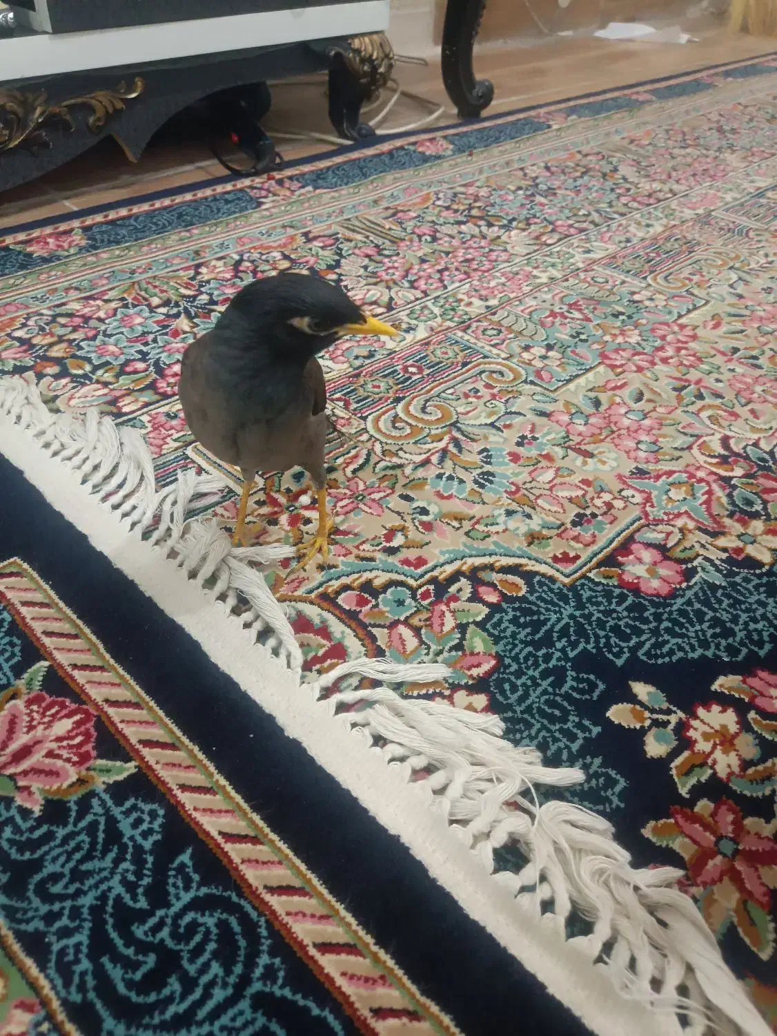 مرغ مینا|پرنده|کرمان, |دیوار