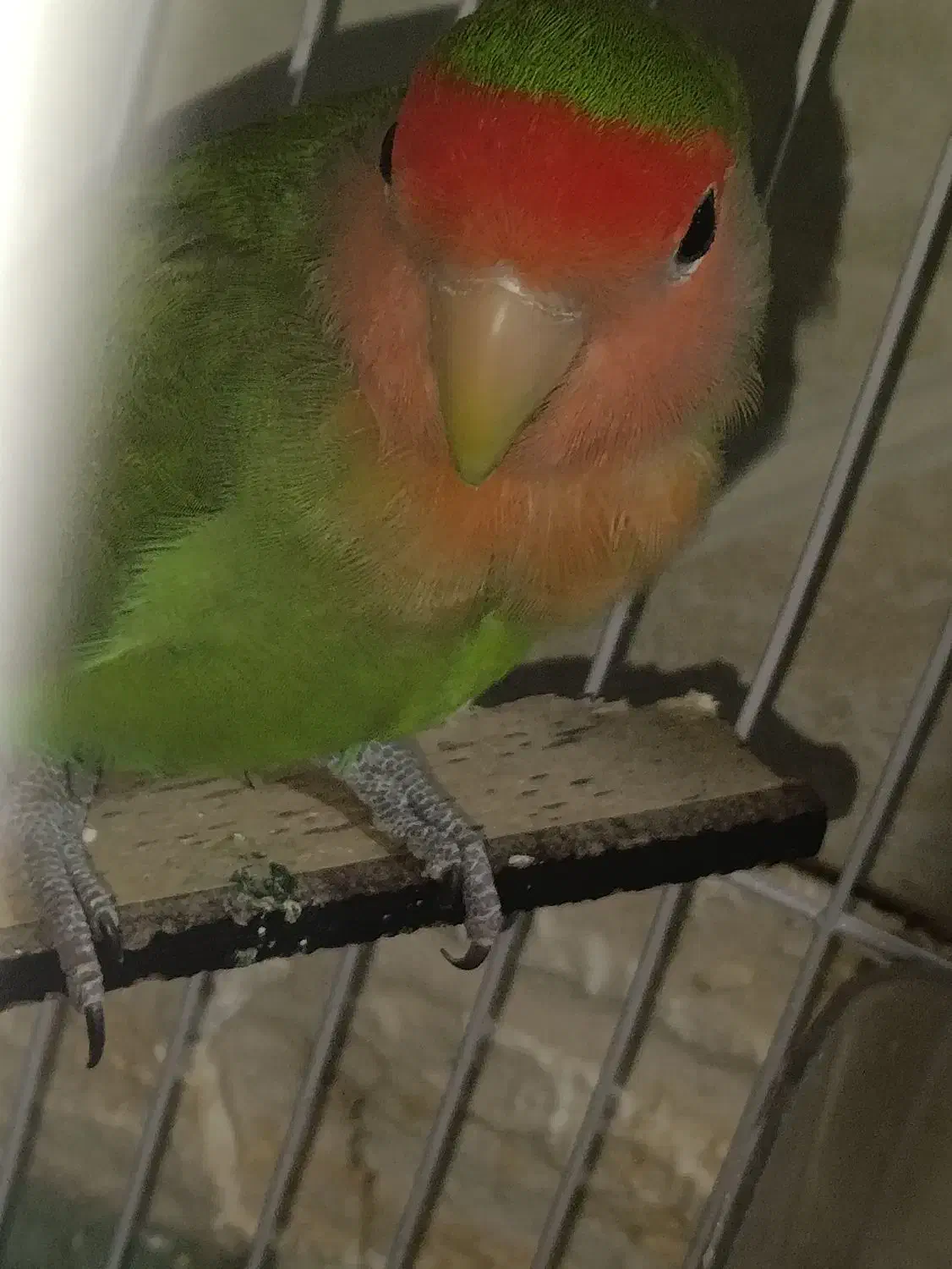 طوطی برزیلی کوتوله نر بالغ|پرنده|زابل, |دیوار