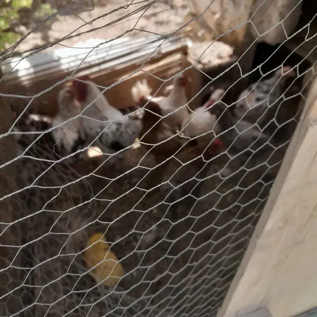 فروش مرغهای بالغ و تخم گذار|حیوانات مزرعه|حبیب آباد, |دیوار