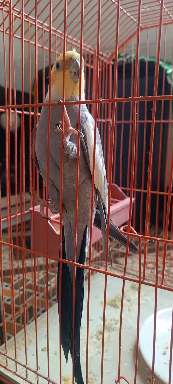 یک جفت عروس هلندی|پرنده|مهریز, |دیوار