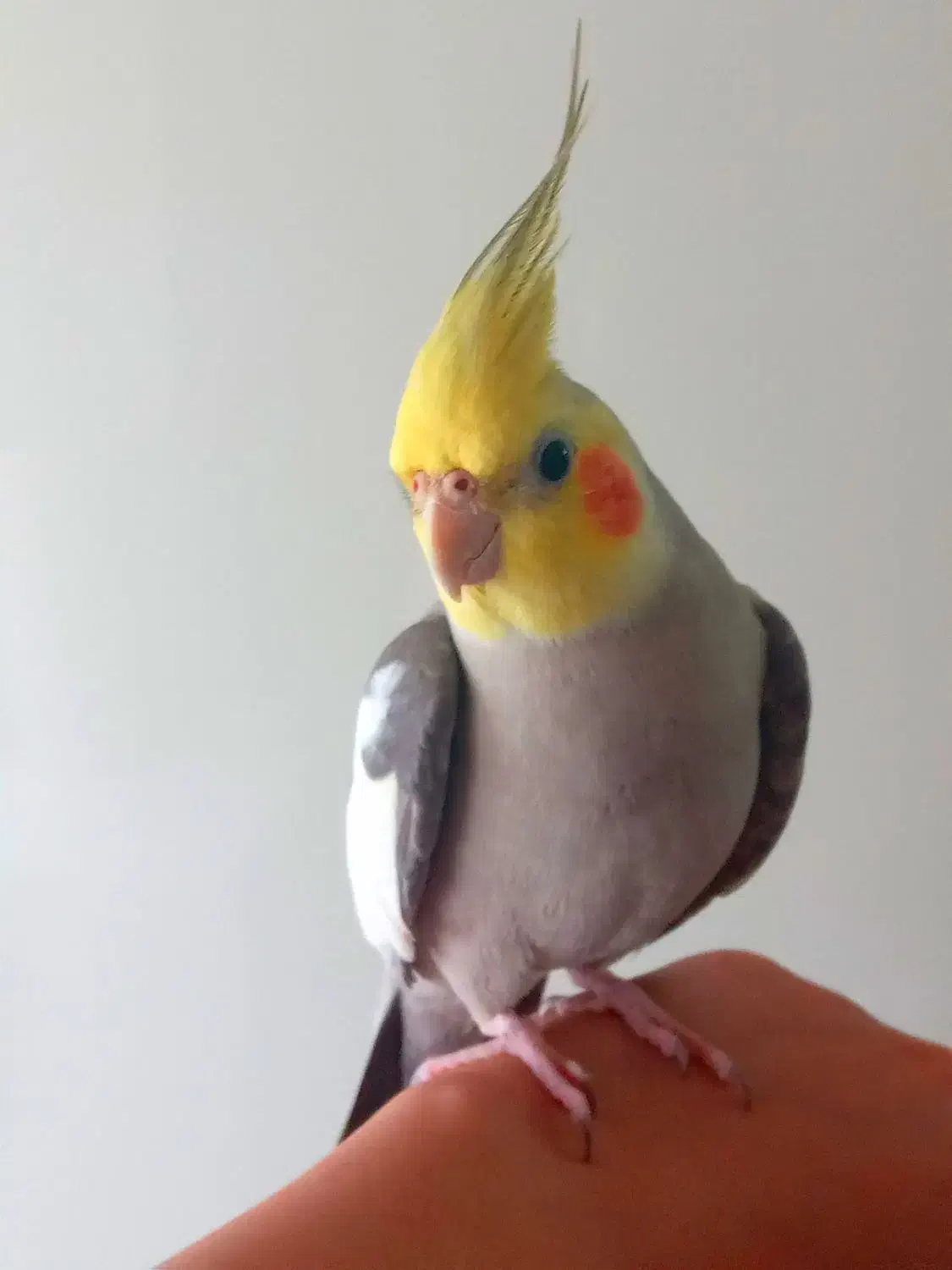 طوطی جمله ی کامل میگه مثال بدو درو باز کن ممد اومد|پرنده|آمل, |دیوار