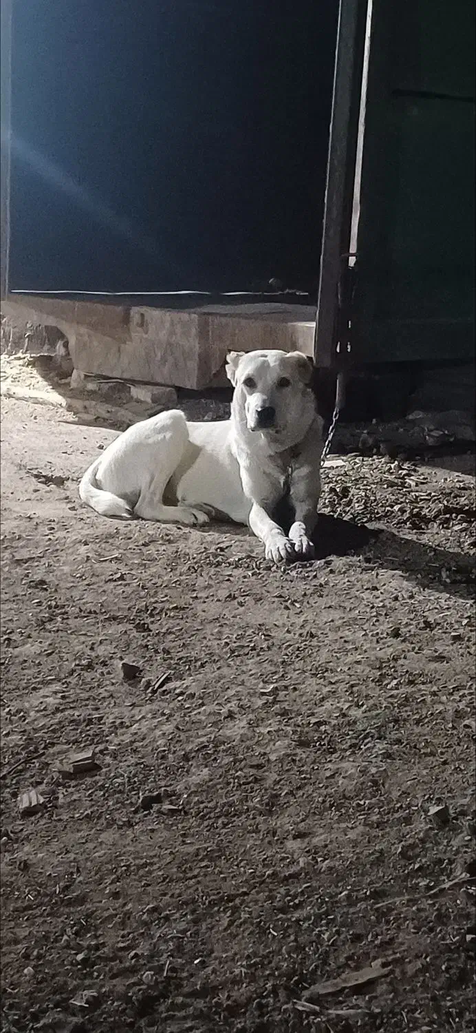 واگذاری توله آلابای|سگ|اصفهان, ارغوانیه|دیوار