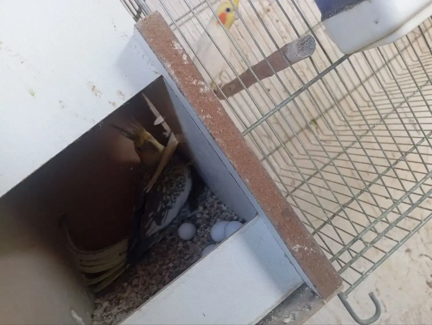 عروس مولد.|پرنده|قنوات, |دیوار