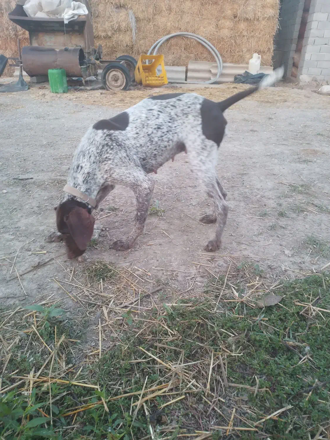 واگذاری توله شکاری|سگ|دلند, |دیوار