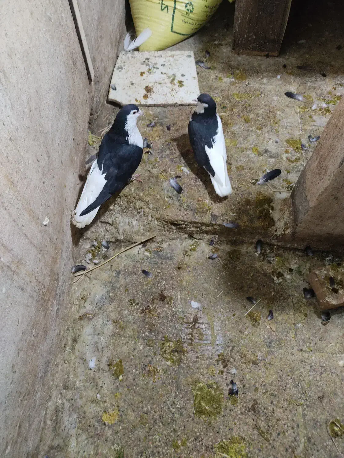 یک طوقی گمشده|حیوانات|تربت جام, میان جام|دیوار