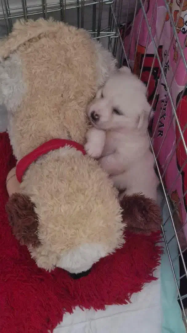 سگ اشپتز|سگ|محمدشهر, شهرک پیام (مهرالبرز)|دیوار