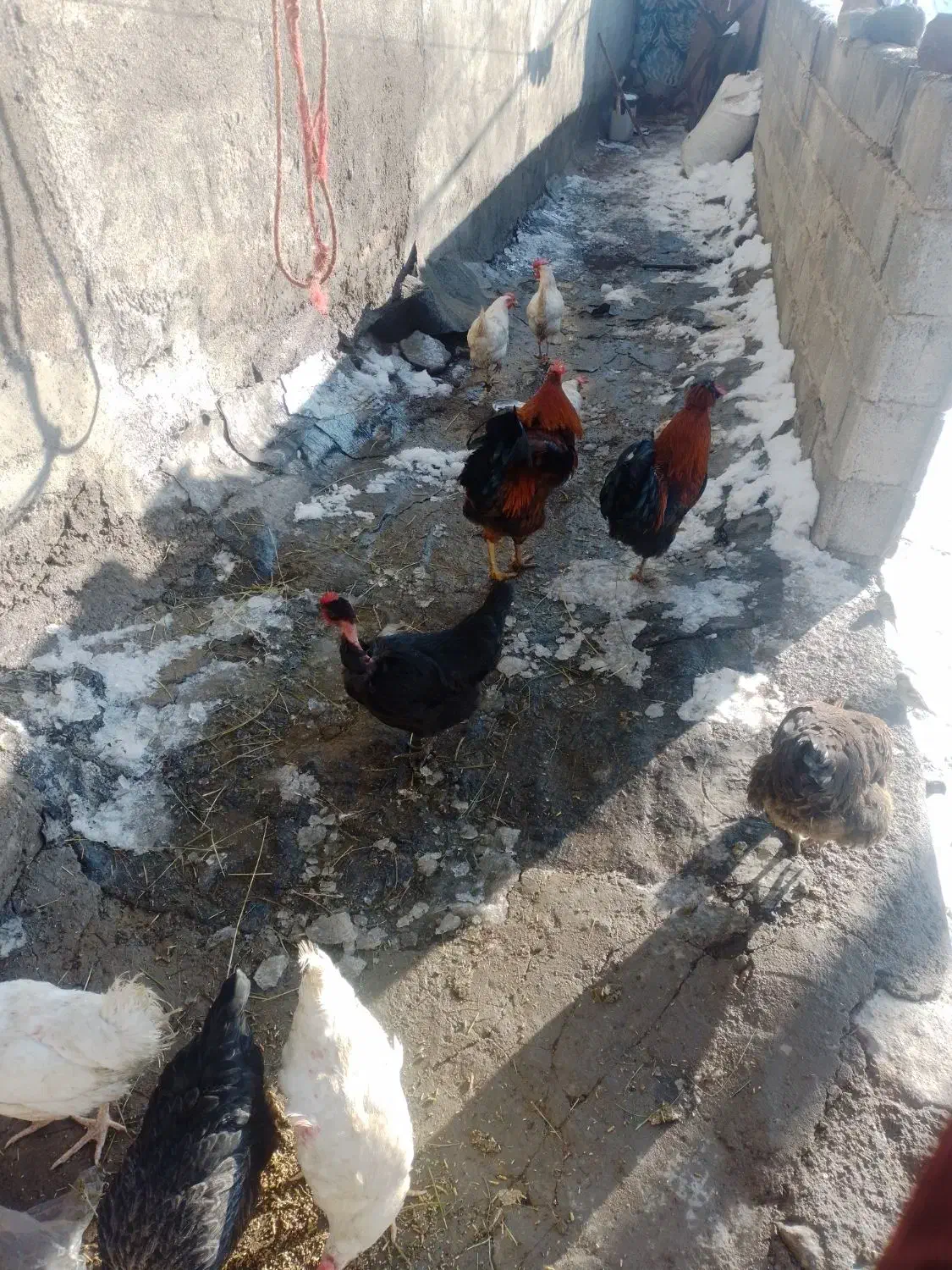 خروس|حیوانات مزرعه|اسکو, |دیوار