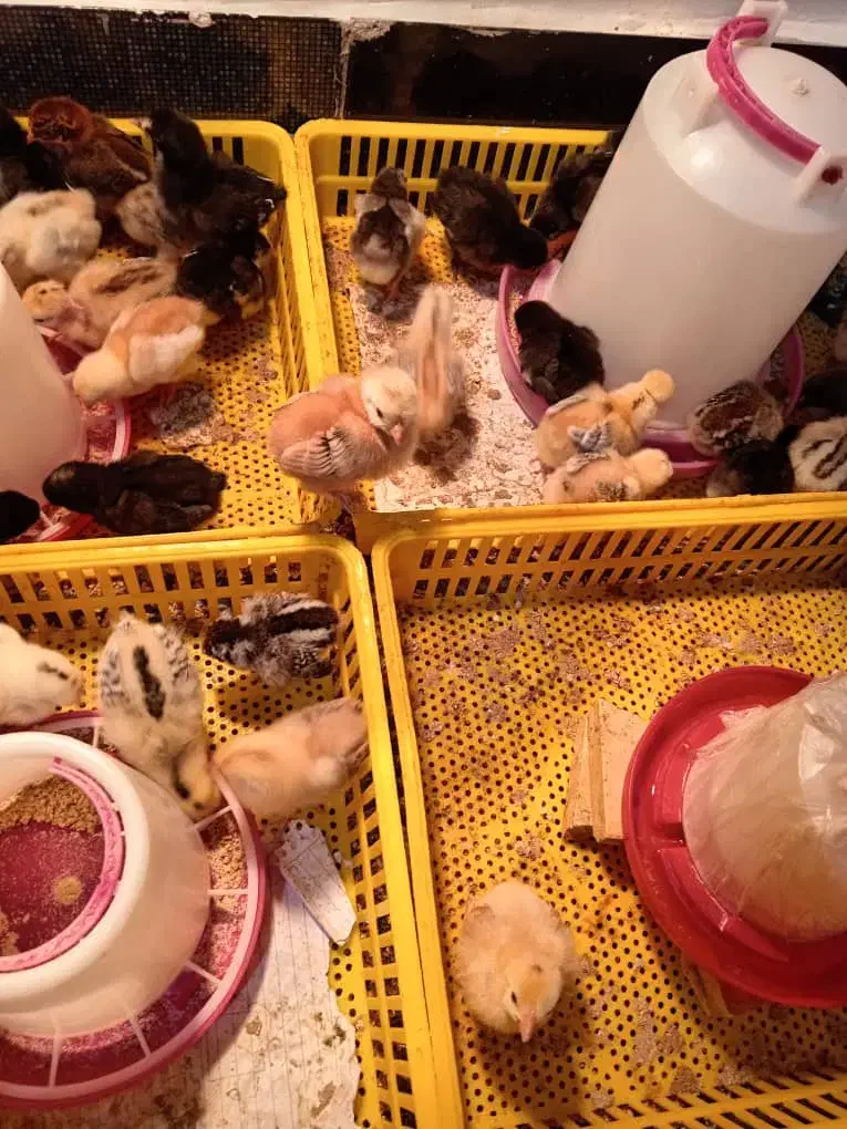 جوجه محلی|حیوانات مزرعه|چیتاب, |دیوار