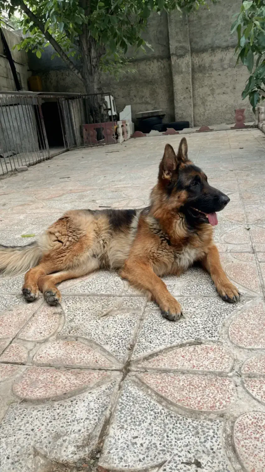 فروش سگ ( نژاد ژرمن ) شولاین|سگ|شهریار, شهریار|دیوار