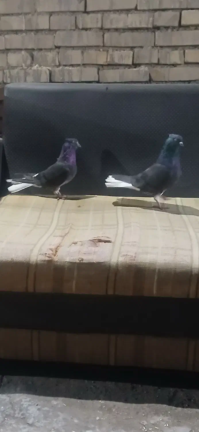 کبوتر رنگی زاغ دم سفید|پرنده|سوسنگرد, |دیوار