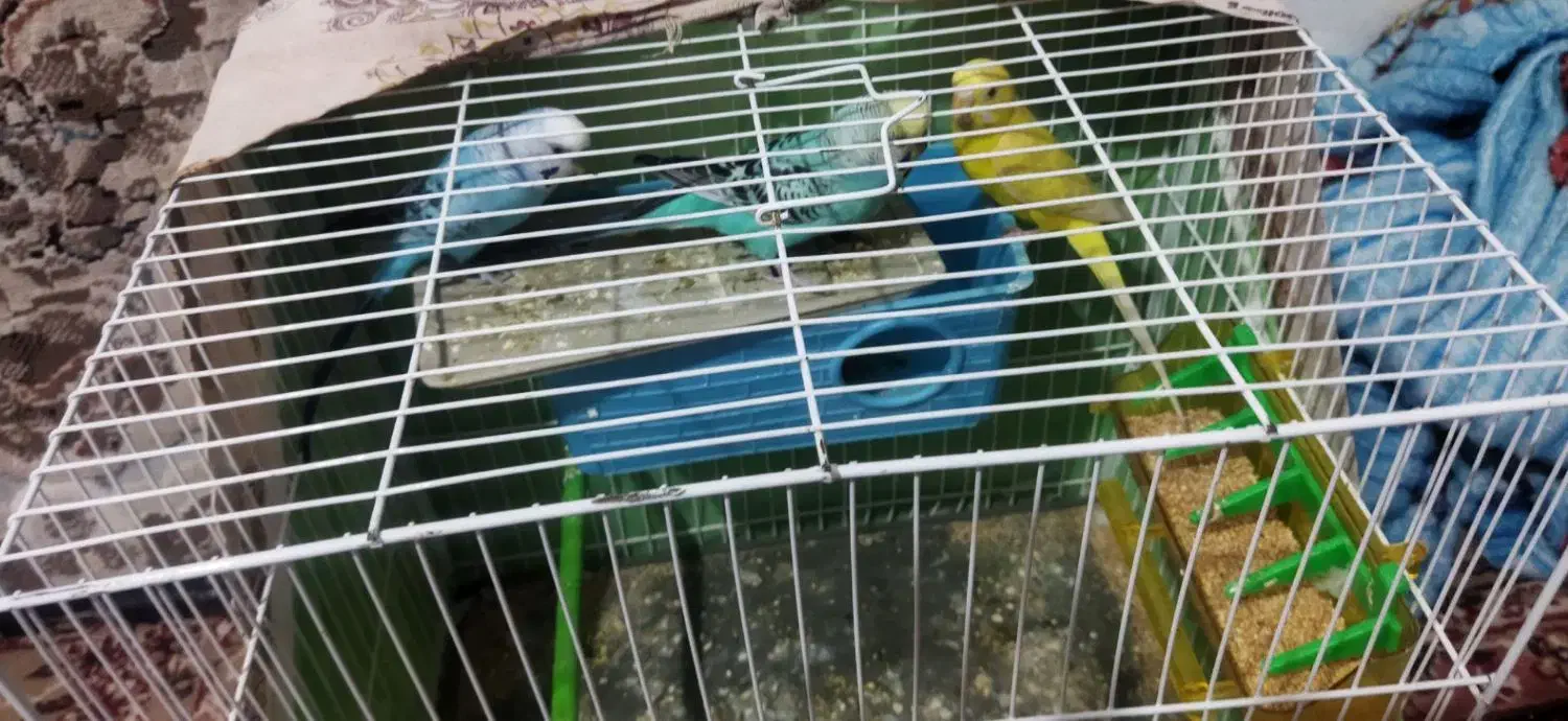 مرغ عشق|پرنده|گلبهار, شهر جدید گلبهار|دیوار