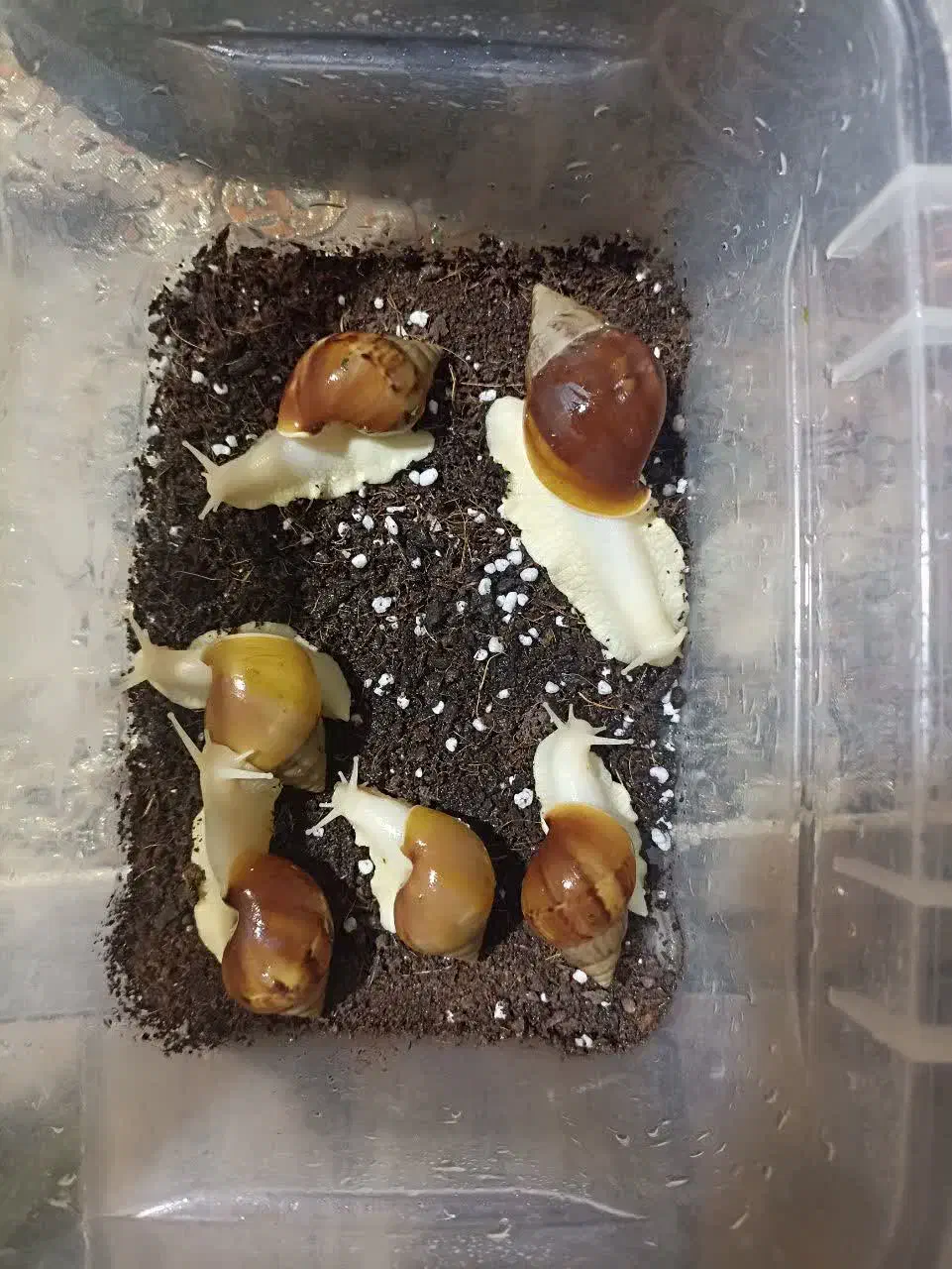 حلزون|خزنده|اسلام‌شهر, شهرک واوان|دیوار