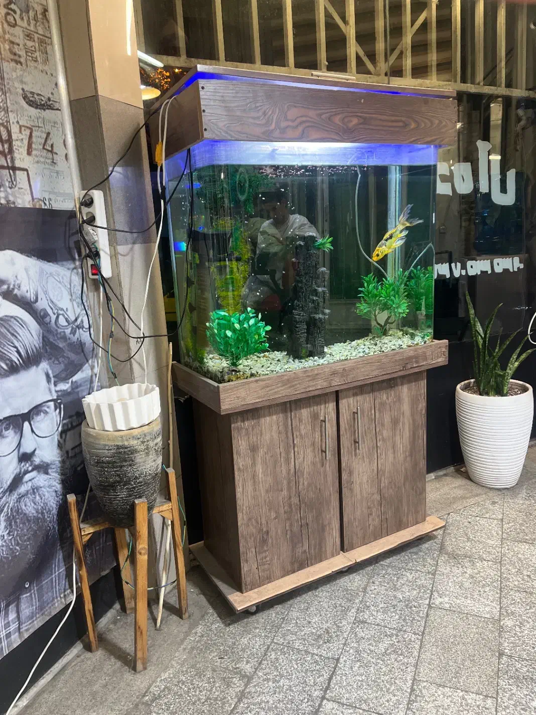 اکواریوم|ماهی|تهران, قیام|دیوار