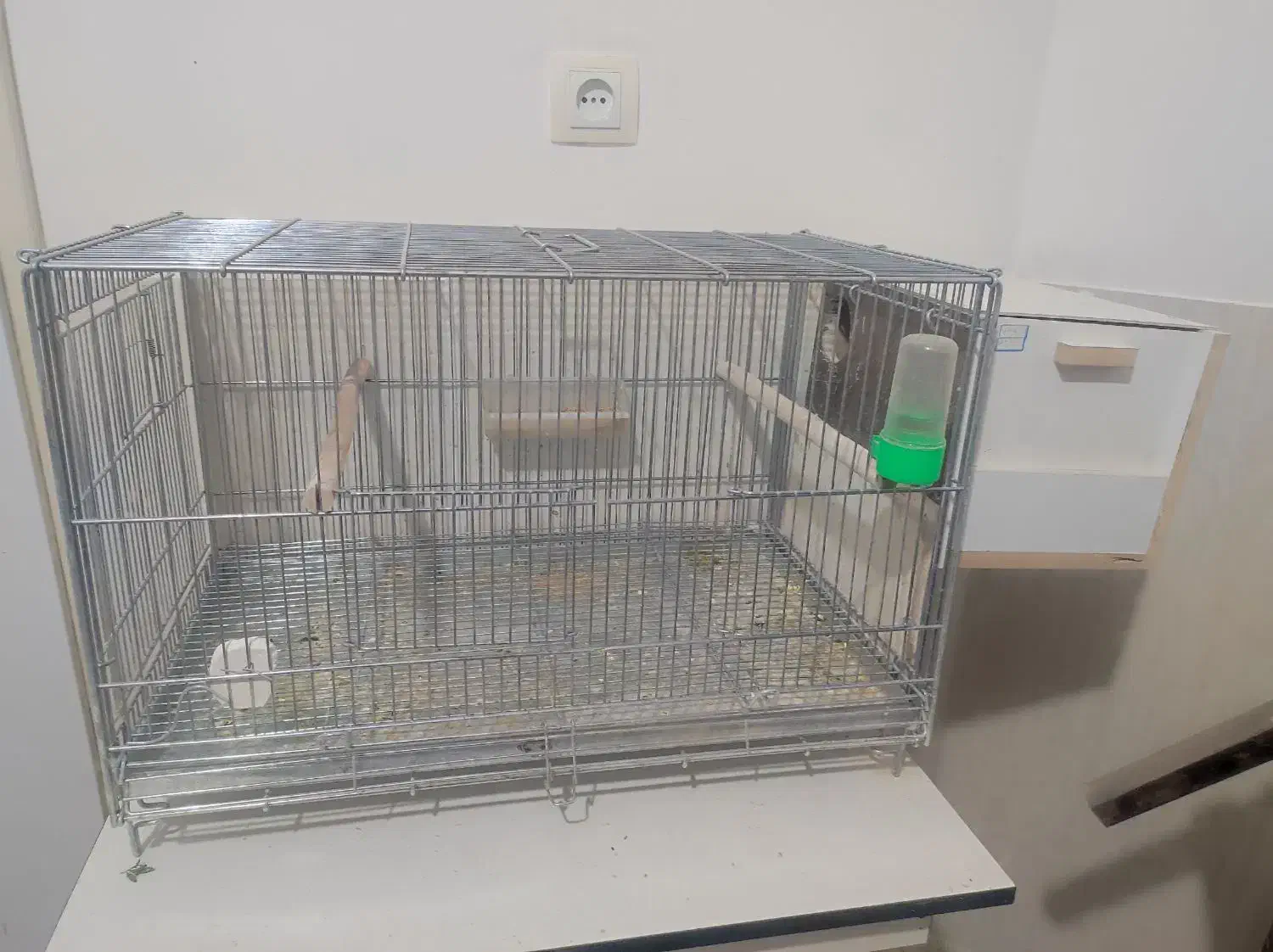 جفت عروس هلندی لوتینو باقفس هرفه ای جدا کننده|پرنده|مبارکه, |دیوار