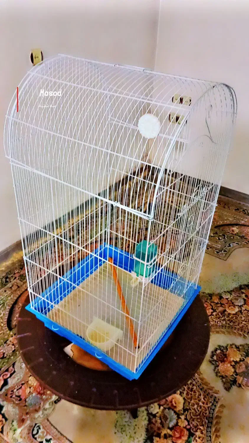 قفس کاسکویی بزرگ|لوازم جانبی حیوانات|بهشهر, |دیوار