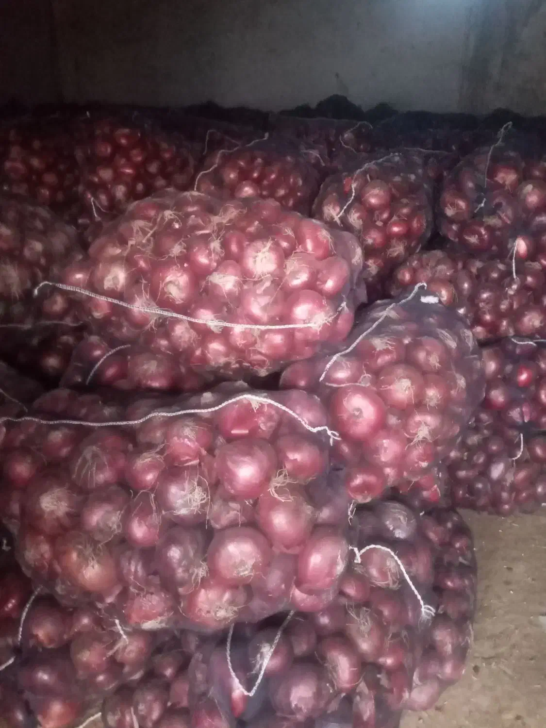 پیاز انباری|عمدهفروشی|میاندوآب, |دیوار