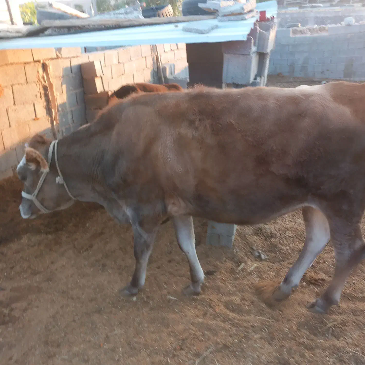 گاو و گوساله|حیوانات مزرعه|کردیان, |دیوار