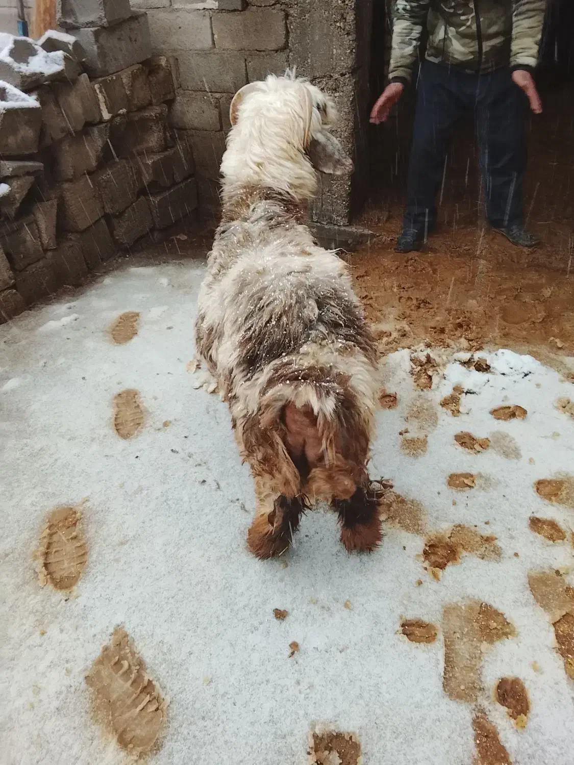 بره|حیوانات مزرعه|اردل, |دیوار