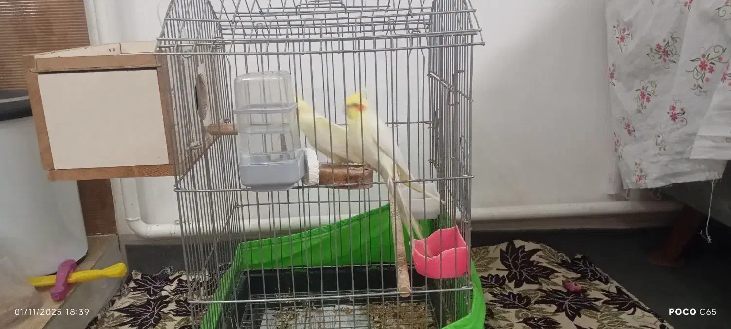 عروس هلندی لوتینو مولد|پرنده|سجاس رود, |دیوار