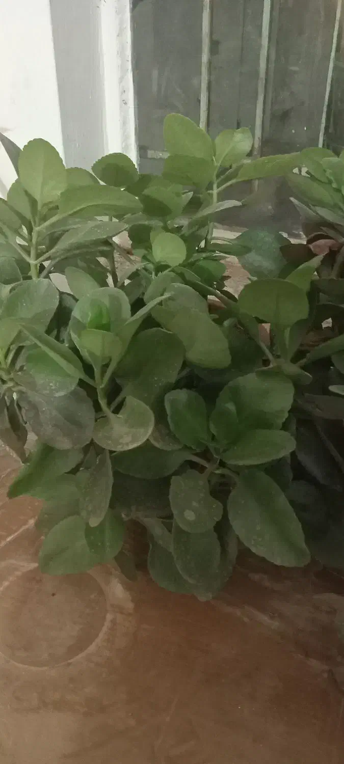 گل فروشی|گل و گیاه طبیعی|دورود, |دیوار