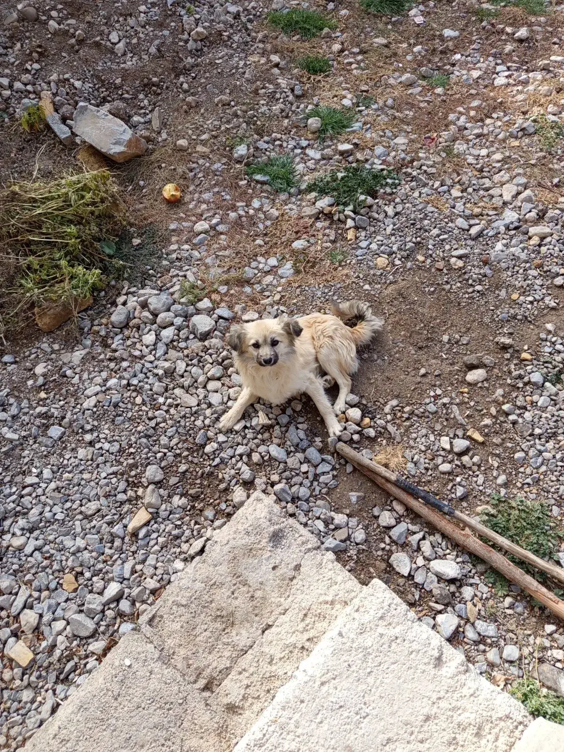 سگ پاپی|سگ|پادنا, |دیوار