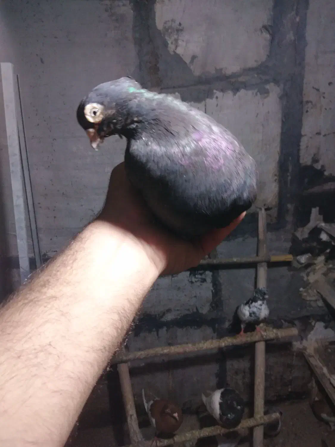 چند عدد کبوتر به دلیل نبود جفت|پرنده|میانه, |دیوار