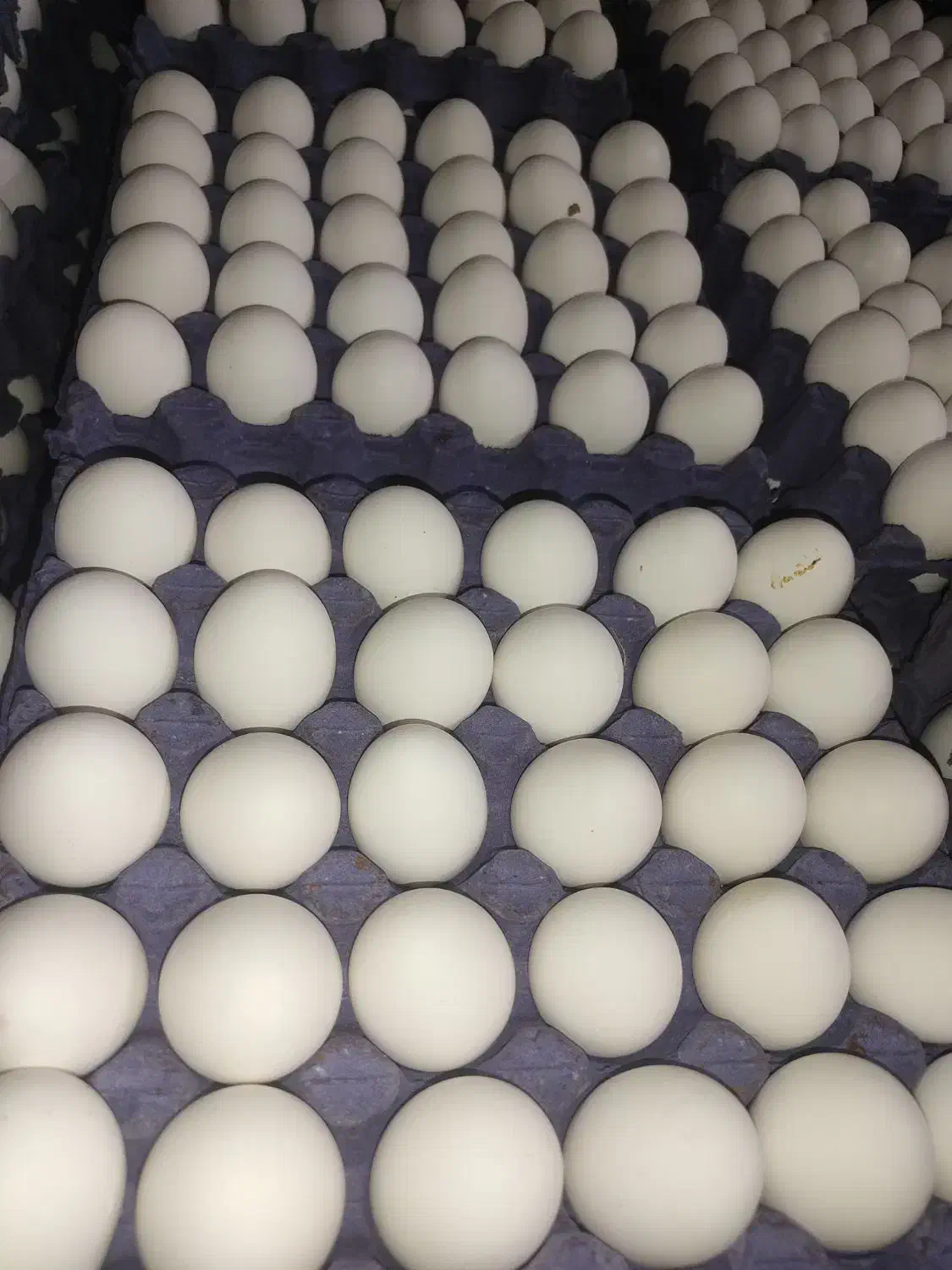 نیروی کار|استخدام صنعتی، فنی، مهندسی|بهار, |دیوار