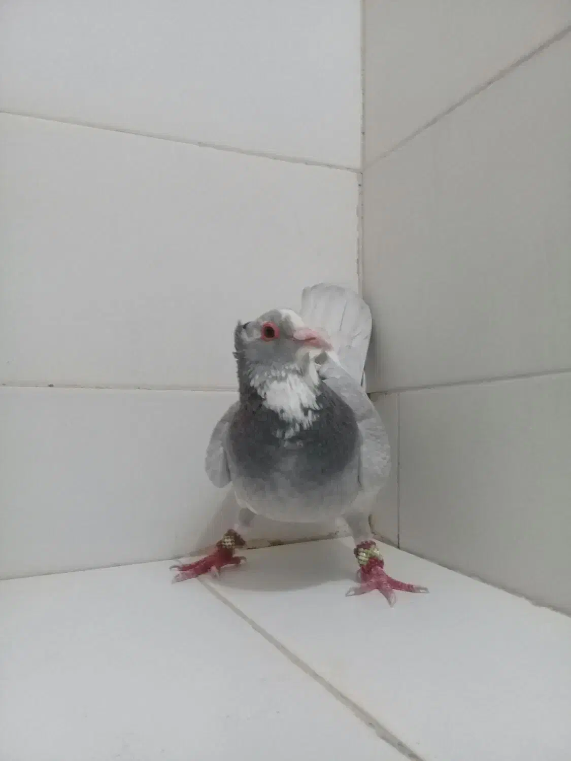 ۲ تا نر نقره ای پلنگ پدر و پسر|پرنده|کرمان, |دیوار