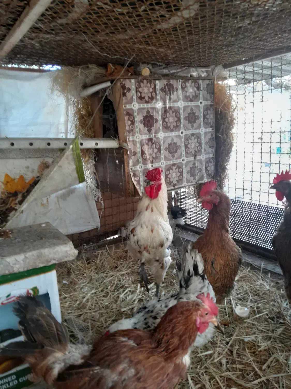 خوروس ۲ رگه چهل تاج ۸ ماه|حیوانات مزرعه|نسیمشهر, |دیوار