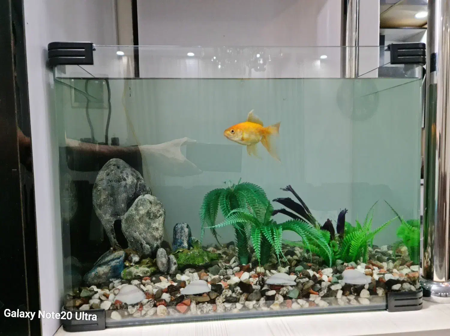 آکواریوم همراه با ماهی و تسویه آب سنگ و سبزه|ماهی|پرند, فاز ۶|دیوار