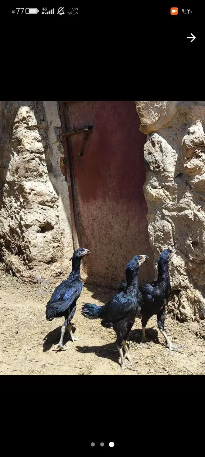 مرغ لاری معاوضه با خروس|حیوانات مزرعه|اشنویه, |دیوار