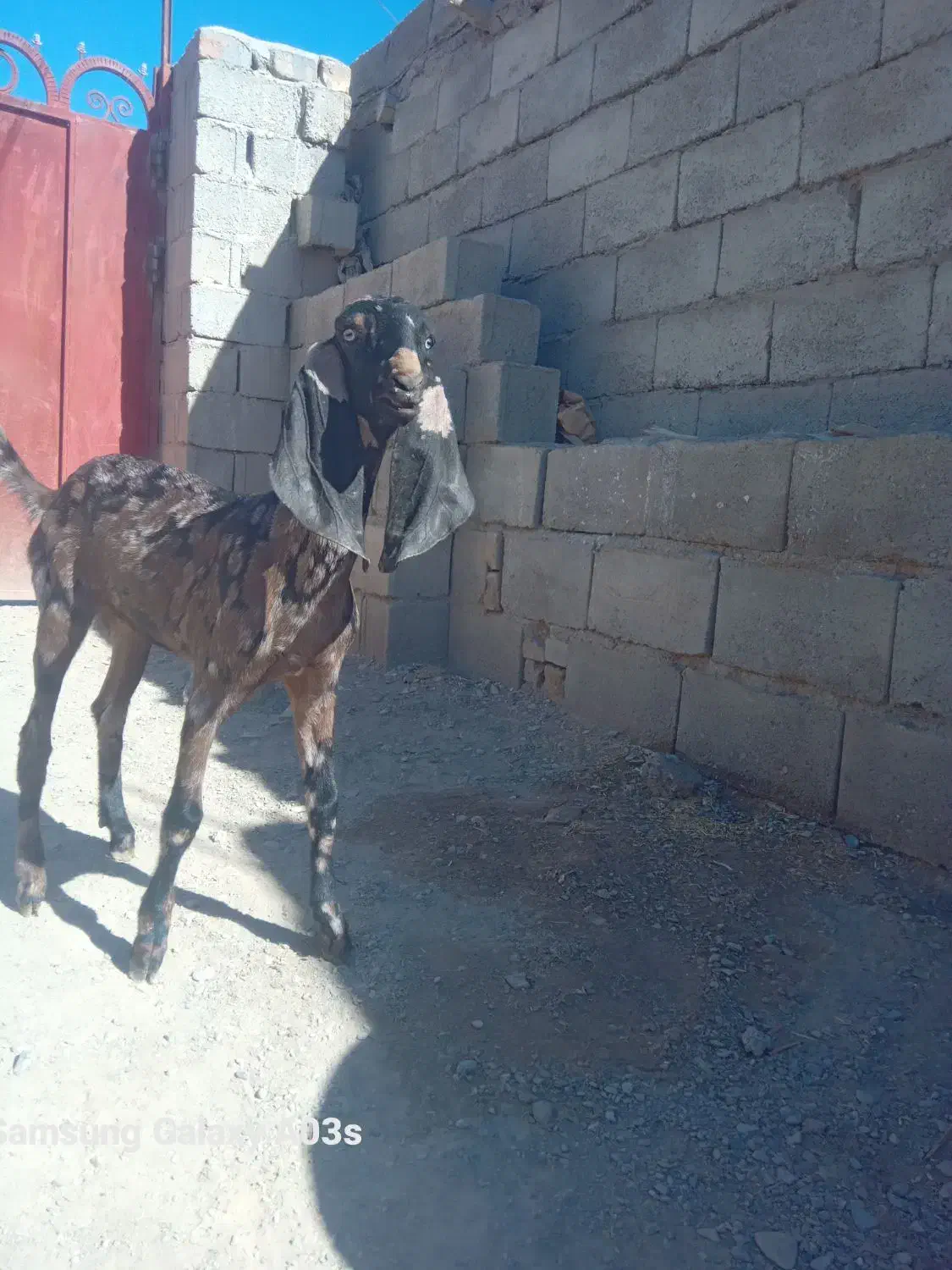 بزغاله ماده پنجاپی اصل|حیوانات مزرعه|سیب و سوران, |دیوار