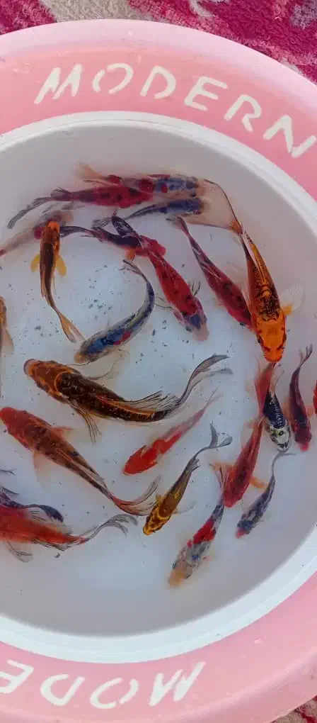 ماهی زینتی کوی|ماهی|دزفول, |دیوار