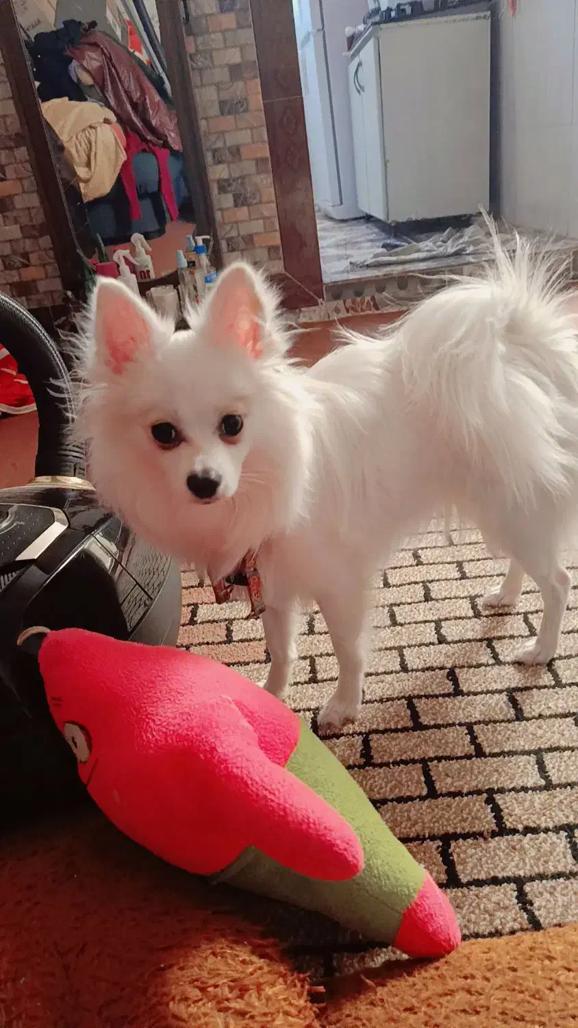 سگ پامر روباهی|سگ|سنندج, |دیوار